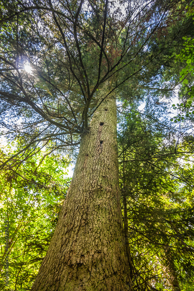 Fototapeta premium Giant thick tree overgrown with moss in the forest. Big old tree in a deciduous forest in summer. The sun through the crowns of a tree. Bottom up view