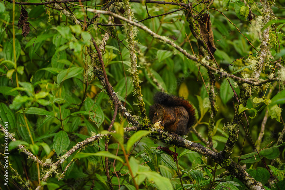 Colombian Wildlife in Different Habitats Colombian Wildlife in Different Habitats