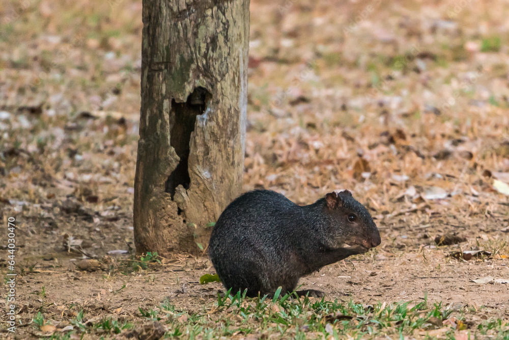 Colombian Wildlife in Different Habitats Colombian Wildlife in Different Habitats