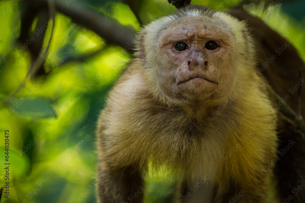 Colombian Wildlife in Different Habitats Colombian Wildlife in Different Habitats