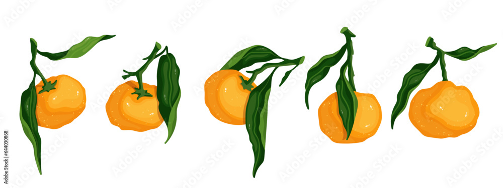 Set of ripe citrus fruit tangerines.Vector graphics. Set of ripe citrus fruit tangerines.Vector graphics.
