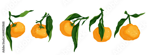 Set of ripe citrus fruit tangerines.Vector graphics.