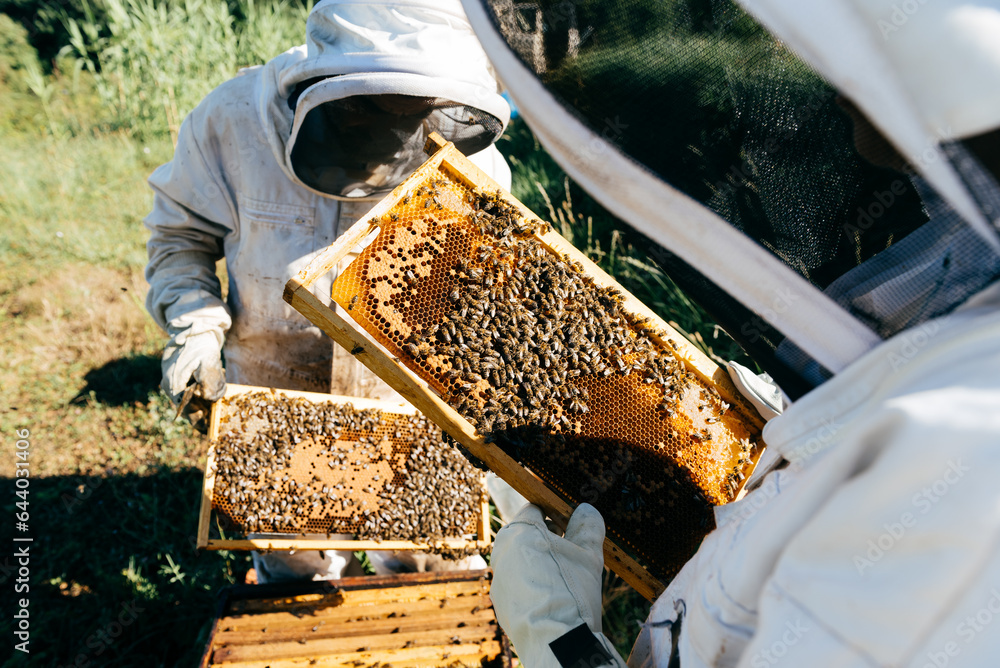 Crop apiarists collecting honey during work in countryside Crop apiarists collecting honey during work in countryside