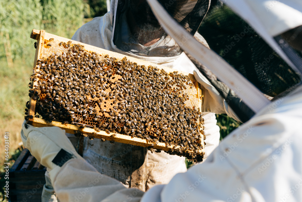 Beekeepers checking honeycomb and bees Beekeepers checking honeycomb and bees