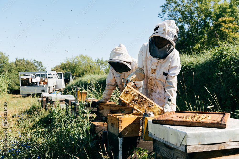 Unrecognizable beekeepers removing honeycombs from beehive in apiary Unrecognizable beekeepers removing honeycombs from beehive in apiary