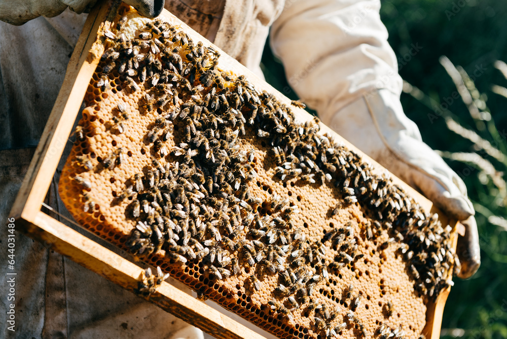 Person holding a honeycomb with bees Person holding a honeycomb with bees