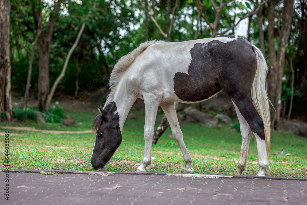 The background of one type of land animal is a horse, which is eating grass and is a fast animal used for transportation and showing.