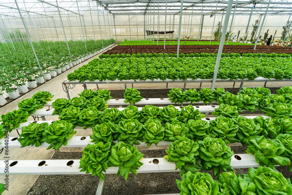 Hydroponic farming system, organic hydroponic vegetable garden in greenhouse. Hydroponic farming system, organic hydroponic vegetable garden in greenhouse.