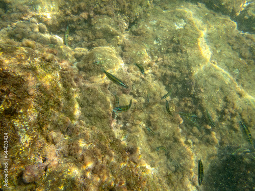Vista subacquea della barriera corallina con pesci 1056