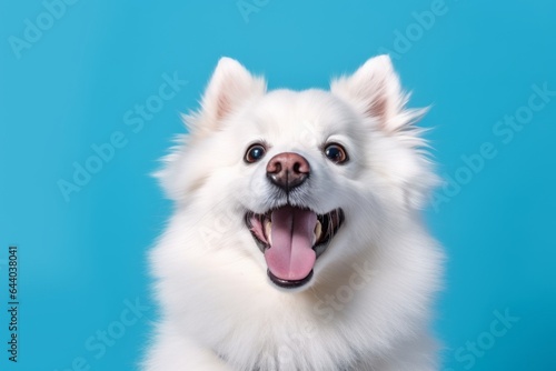 Close-up portrait photography of a smiling american eskimo dog wearing an anxiety wrap against a turquoise blue background. With generative AI technology © Markus Schröder