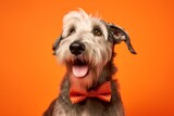 Environmental portrait photography of a happy irish wolfhound dog wearing a cute bow tie against a bright orange background. With generative AI technology