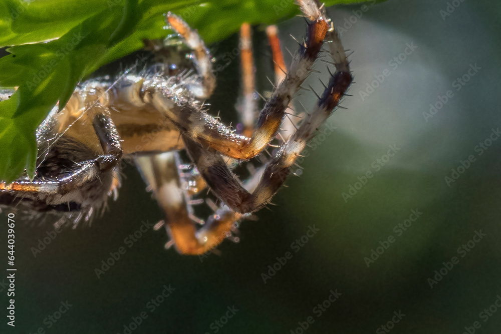 Fototapeta premium Hairy legs of the garden spider