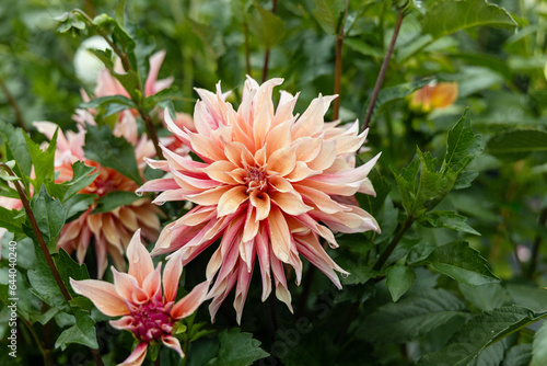Coral Apricot Pink Rose Peach Dinnerplate AA Dahlia Blooming Macro. Dahlia named Labyrinth