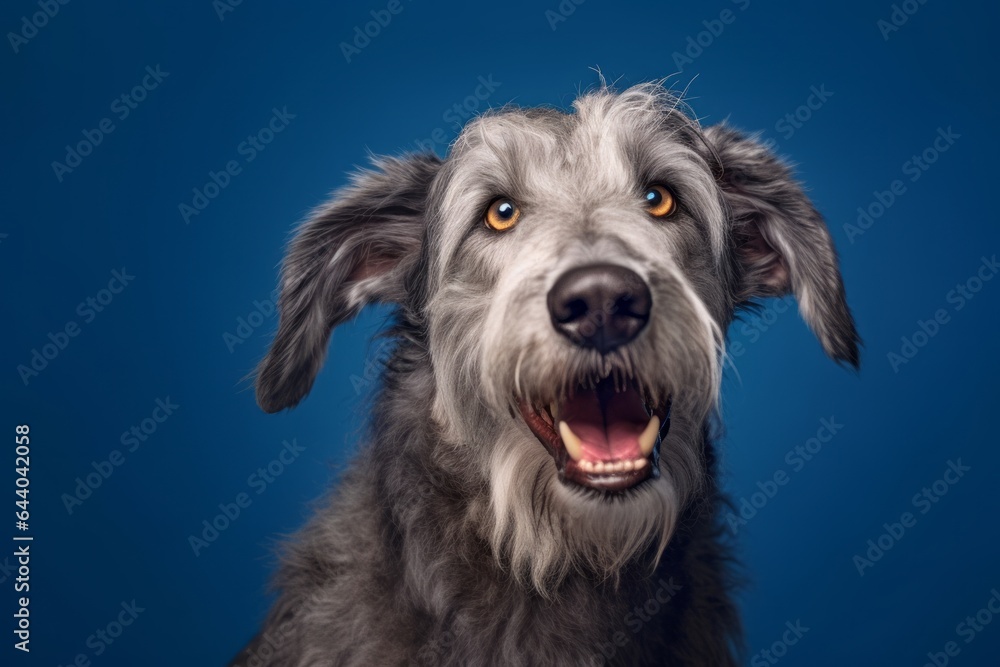 Medium shot portrait photography of a happy irish wolfhound dog wearing a cashmere sweater against a navy blue background. With generative AI technology