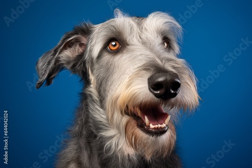 Medium shot portrait photography of a happy irish wolfhound dog wearing a cashmere sweater against a navy blue background. With generative AI technology