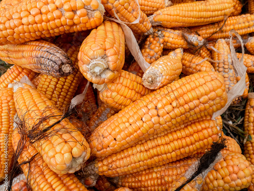 corn dried in the hot sun to be processed into bird feed 