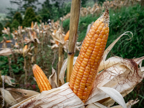 Dried corn that is still on the stalk and ready to be harvested 