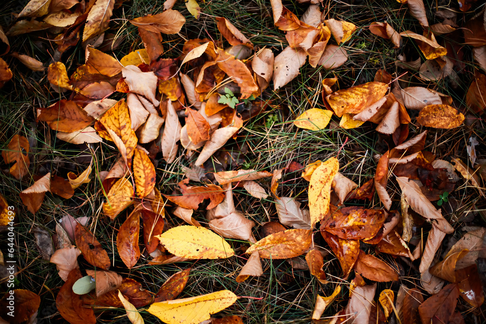 Yellow leaves on the ground in the forest in autumn