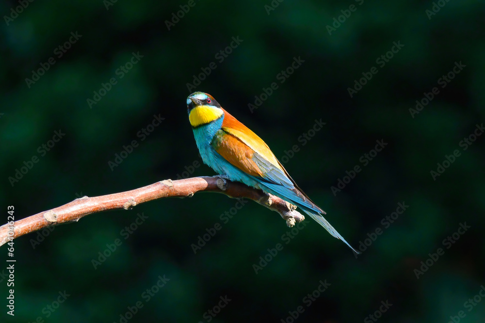 Obraz premium Beautiful nature scene with European bee-eater Merops apiaster