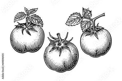 Tomato hand drawn ink sketch. Engraving vintage style vector illustration.