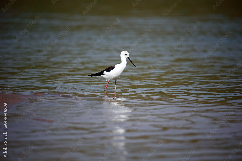 Black winged stilt on the Chambal river in India Black winged stilt on the Chambal river in India