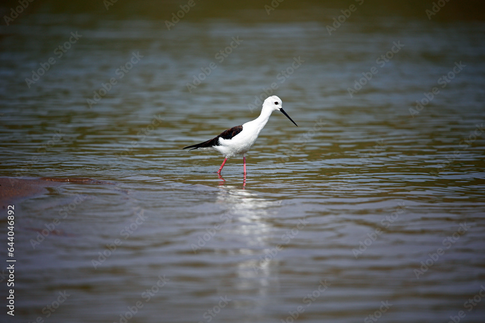Black winged stilt on the Chambal river in India