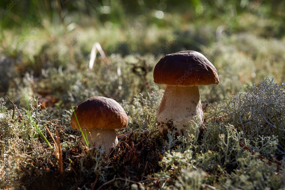 Mushrooms cut in the forest. Mushroom podberezovik edilus. Popular Boletus porcini mushrooms in the forest. Mushrooms cut in the forest. Mushroom podberezovik edilus. Popular Boletus porcini mushrooms in the forest.