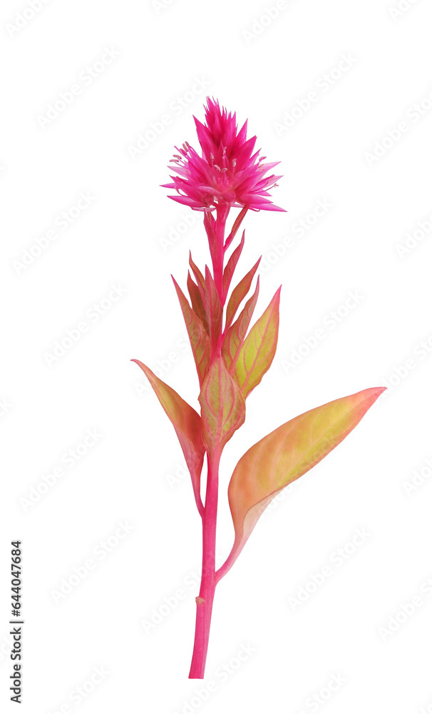 Celosia purple flower on stem with leaves isolated on white background  