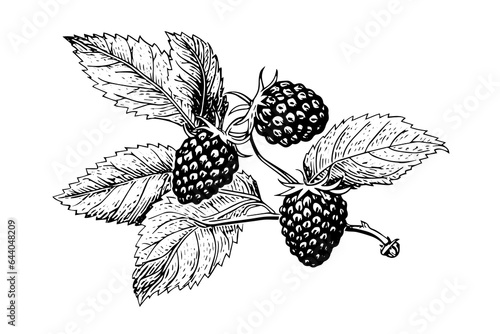 Blackberry or raspberry hand drawn ink sketch. Engraving vintage style vector illustration.