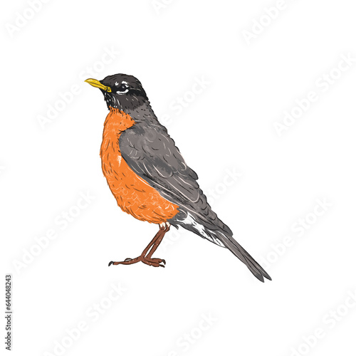Side view of realistic American robin in bird illustration