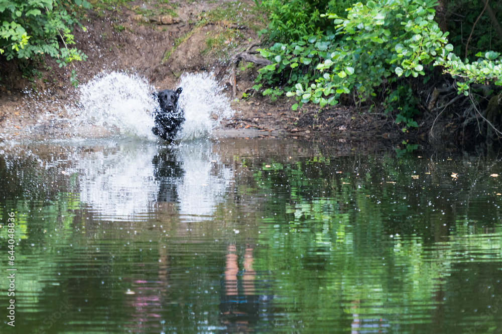 Schwarzer Hund springt freudig ins Wasser Schwarzer Hund springt freudig ins Wasser