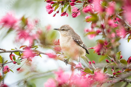 A Mockingbird perched in the blooming Crabapple Tree surrounded by dreamy pink blossoms on a Spring day.