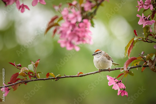 A Chipping Sparrow perched in the blooming Crabapple Tree surrounded by dreamy pink blossoms on a Spring day.