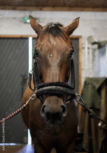 Horse face before preparing to ride