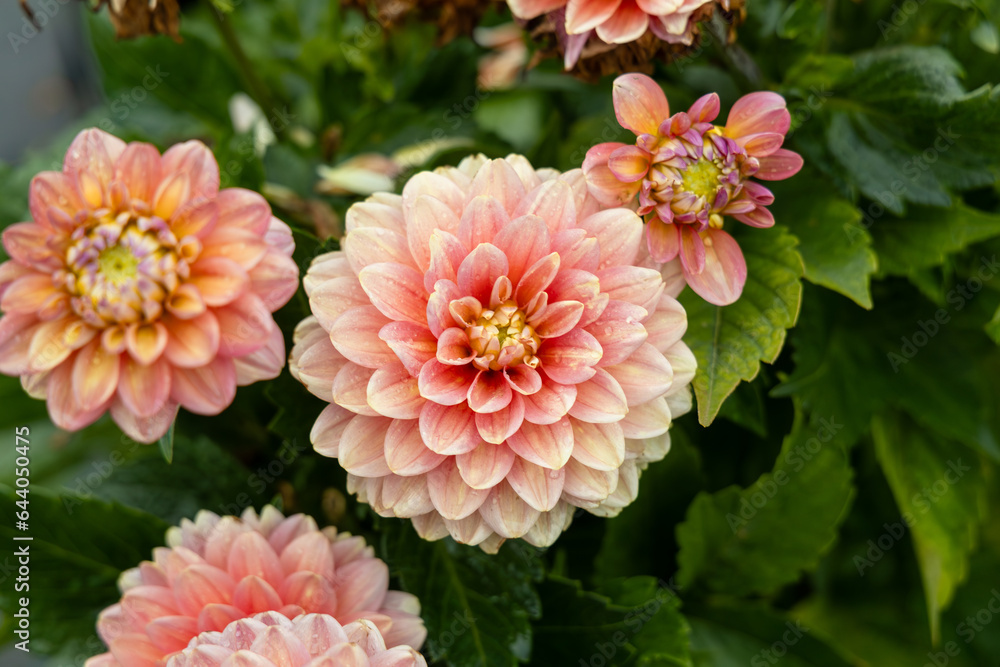 Fototapeta premium Decorative dahlia 'Hillcrest Firecrest' in flower