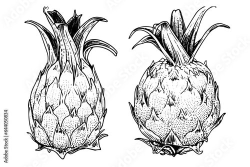 Pitaya or dragon fruit hand drawn ink sketch. Engraving vintage style vector illustration.