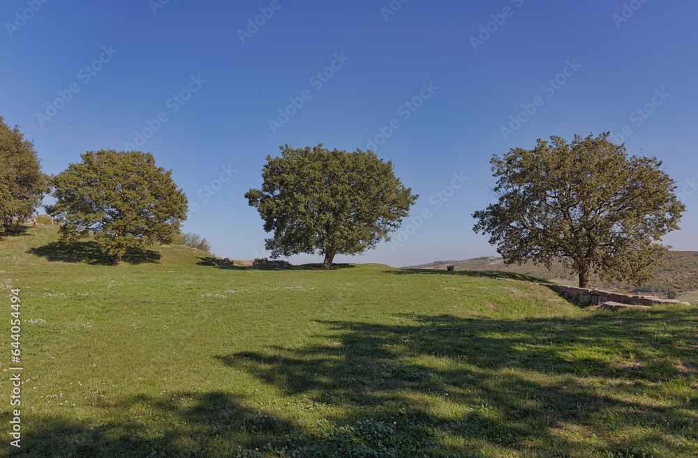 Shade and History Merge at Apollonia Albania Shade and History Merge at Apollonia Albania