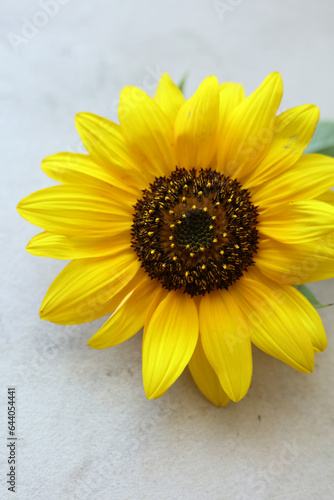 single bright yellow sunflower on a pastel colored background