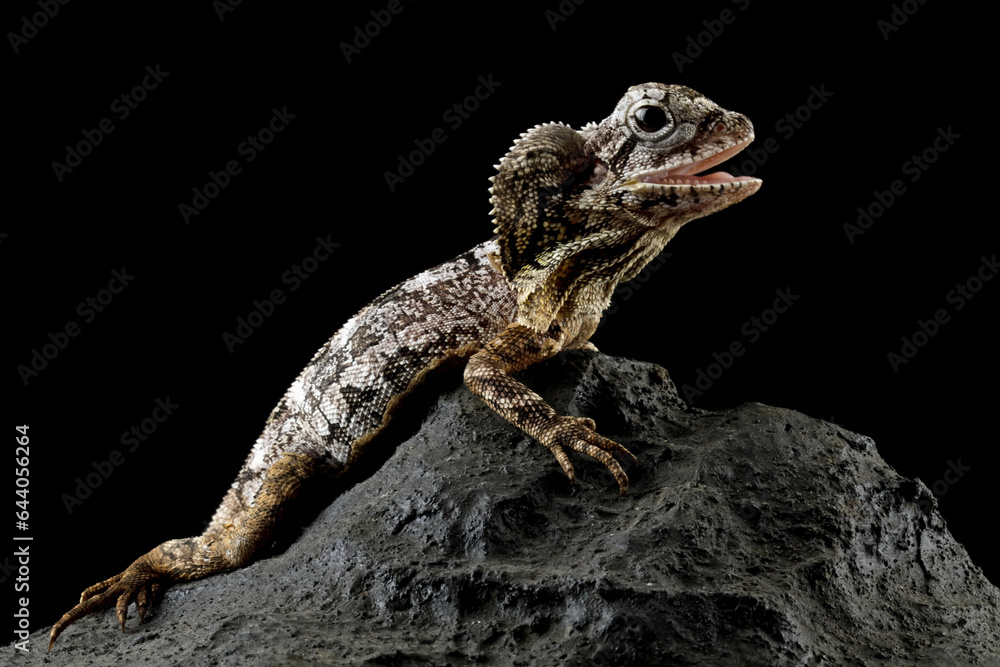 Fototapeta premium Frilled lizard isolated on black background, Chlamydosaurus kingii