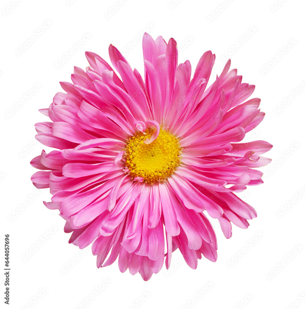 Pink aster flower isolated on white or transparent background Pink aster flower isolated on white or transparent background