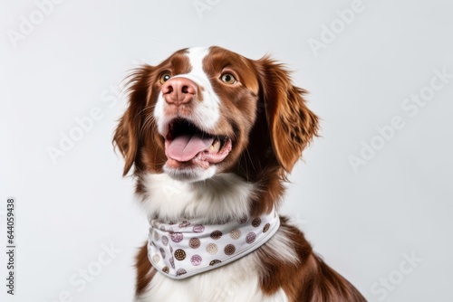 Medium shot portrait photography of a happy brittany dog wearing an anxiety wrap against a pearl white background. With generative AI technology