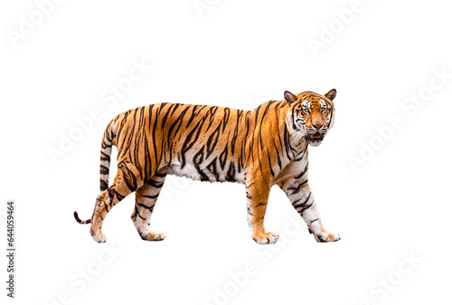 royal tiger (P. t. corbetti) isolated on on transparent background. png file. clipping path included. The tiger is staring at its prey. Hunter concept.