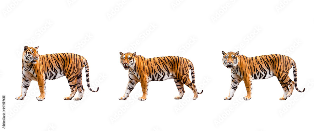 Obraz premium collection, royal tiger (P. t. corbetti) isolated on on transparent background. png file. clipping path included. The tiger is staring at its prey. Hunter concept.