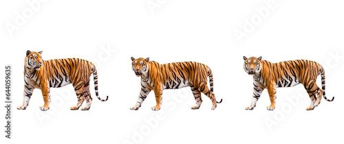 collection  royal tiger  P. t. corbetti  isolated on on transparent background. png file. clipping path included. The tiger is staring at its prey. Hunter concept.