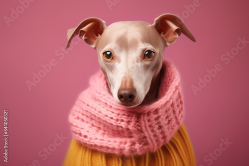 Group portrait photography of a funny italian greyhound dog wearing a warm scarf against a warm taupe background. With generative AI technology © Markus Schröder