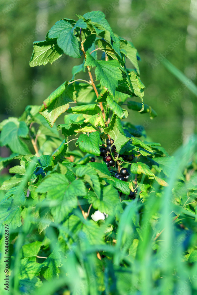 Black currant bush outdoors in rural, berry branch black currant bush in garden. Selective focus. Vertical photo Black currant bush outdoors in rural, berry branch black currant bush in garden. Selective focus. Vertical photo