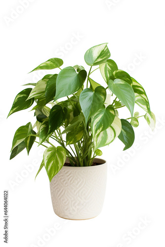 potted pothos isolated white background PNG