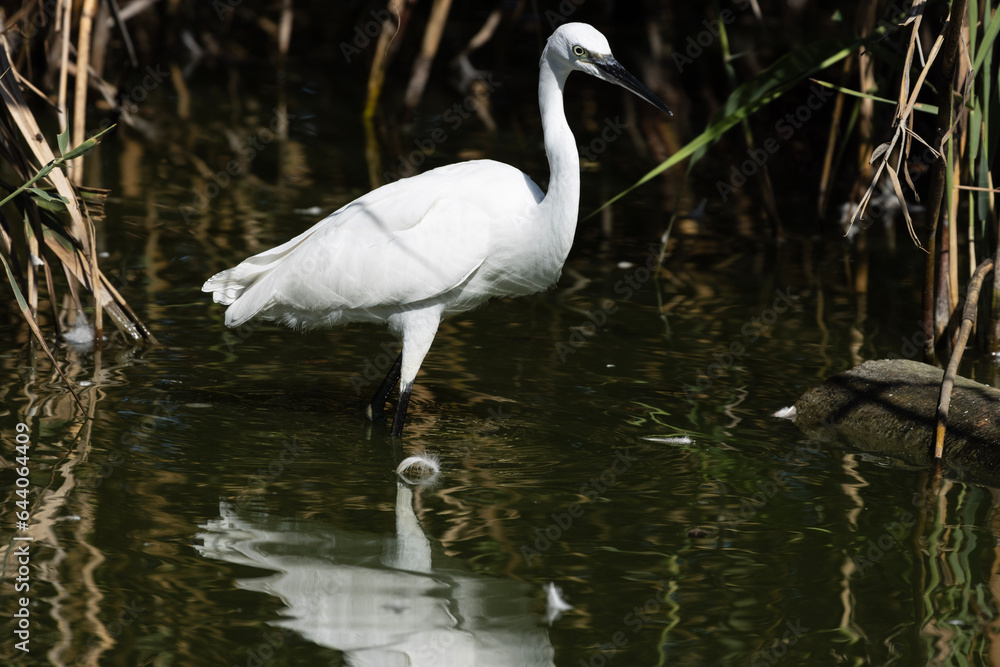 Fototapeta premium The Little Egret is a dainty and elegant wader bird. Its slender body is adorned in pure white plumage, which shine against the backdrop of wetlands and shallow waters where it's often found.