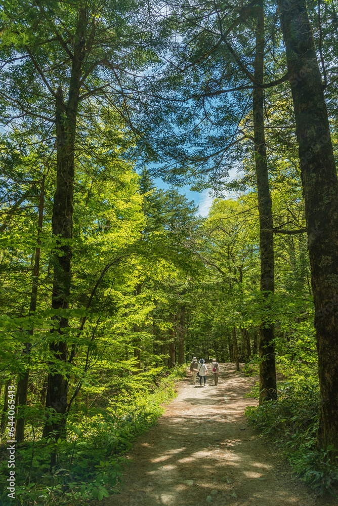 Walking trail in forest in Kamikochi national park, Kamikochi, Japan. Walking trail in forest in Kamikochi national park, Kamikochi, Japan.