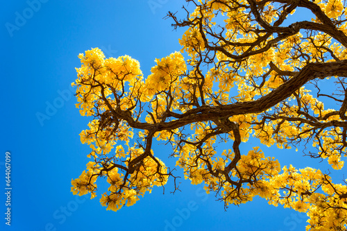 Εκτύπωση καμβά Pink ipe flowers, against blue sky, winter in Brasilia